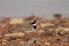 David Plant Photography - Wildlife Photography - Ringed plover - H